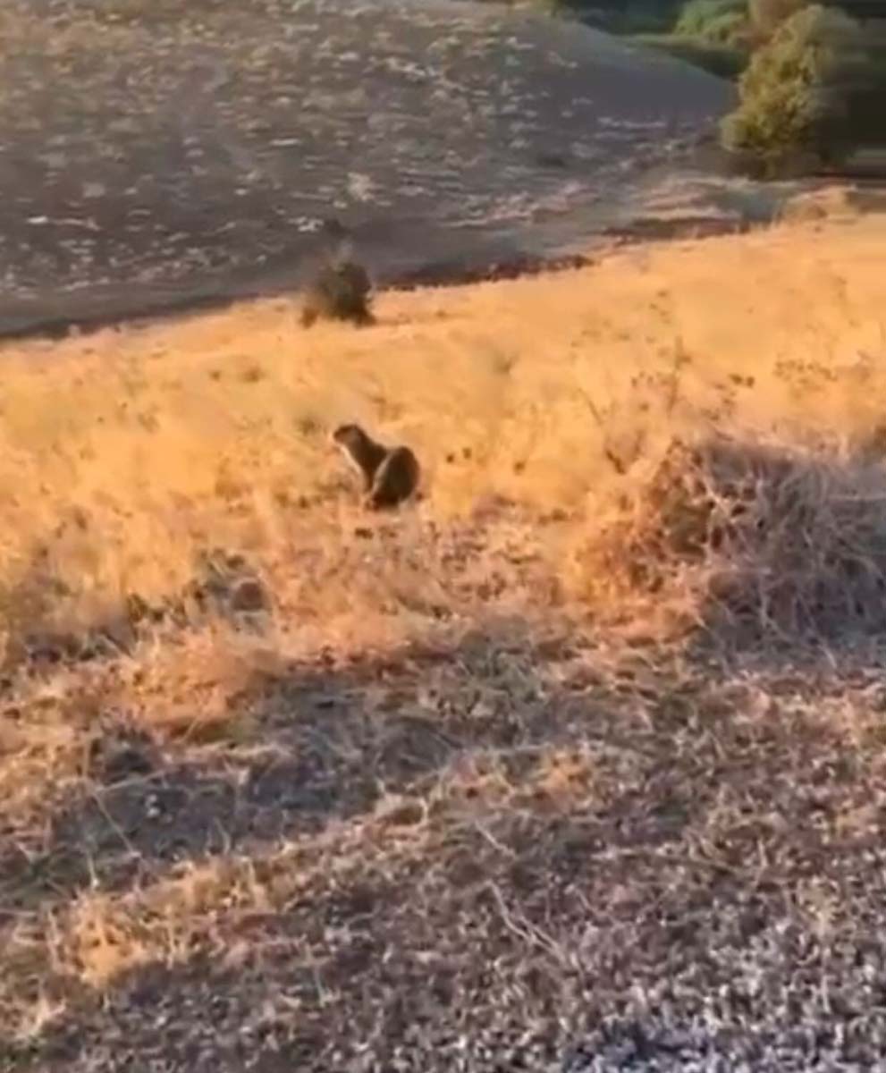 Nesli tükenme tehlikesindeydi! Su samuru, Batman Gercüş'te görüntülendi