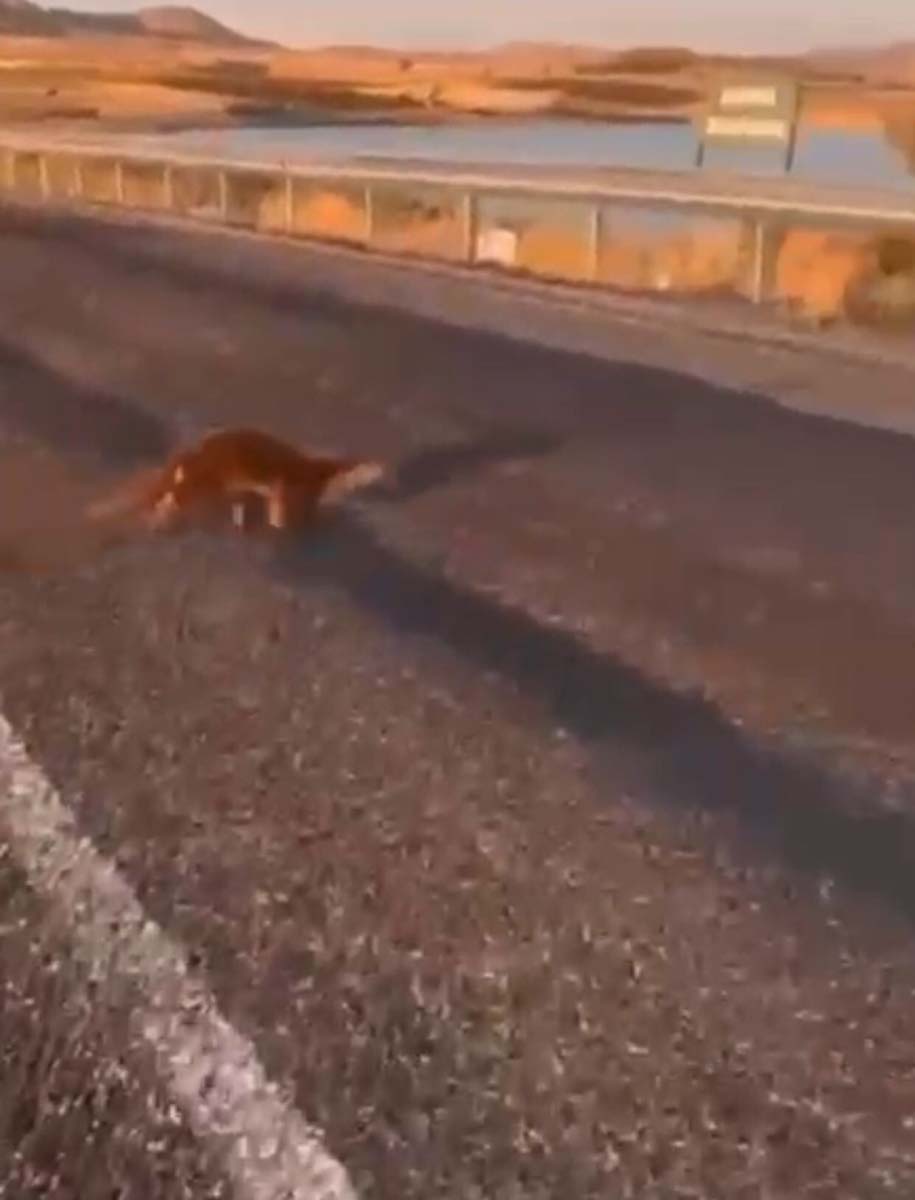 Nesli tükenme tehlikesindeydi! Su samuru, Batman Gercüş'te görüntülendi