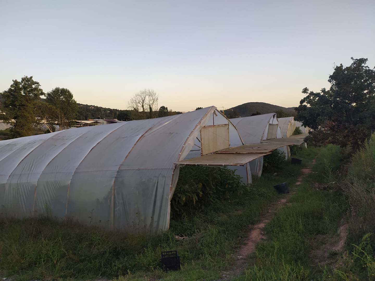 Pendik Belediyesi çiftçilere desteğini sürdürüyor! İlk fideler sebzelerini verdi!