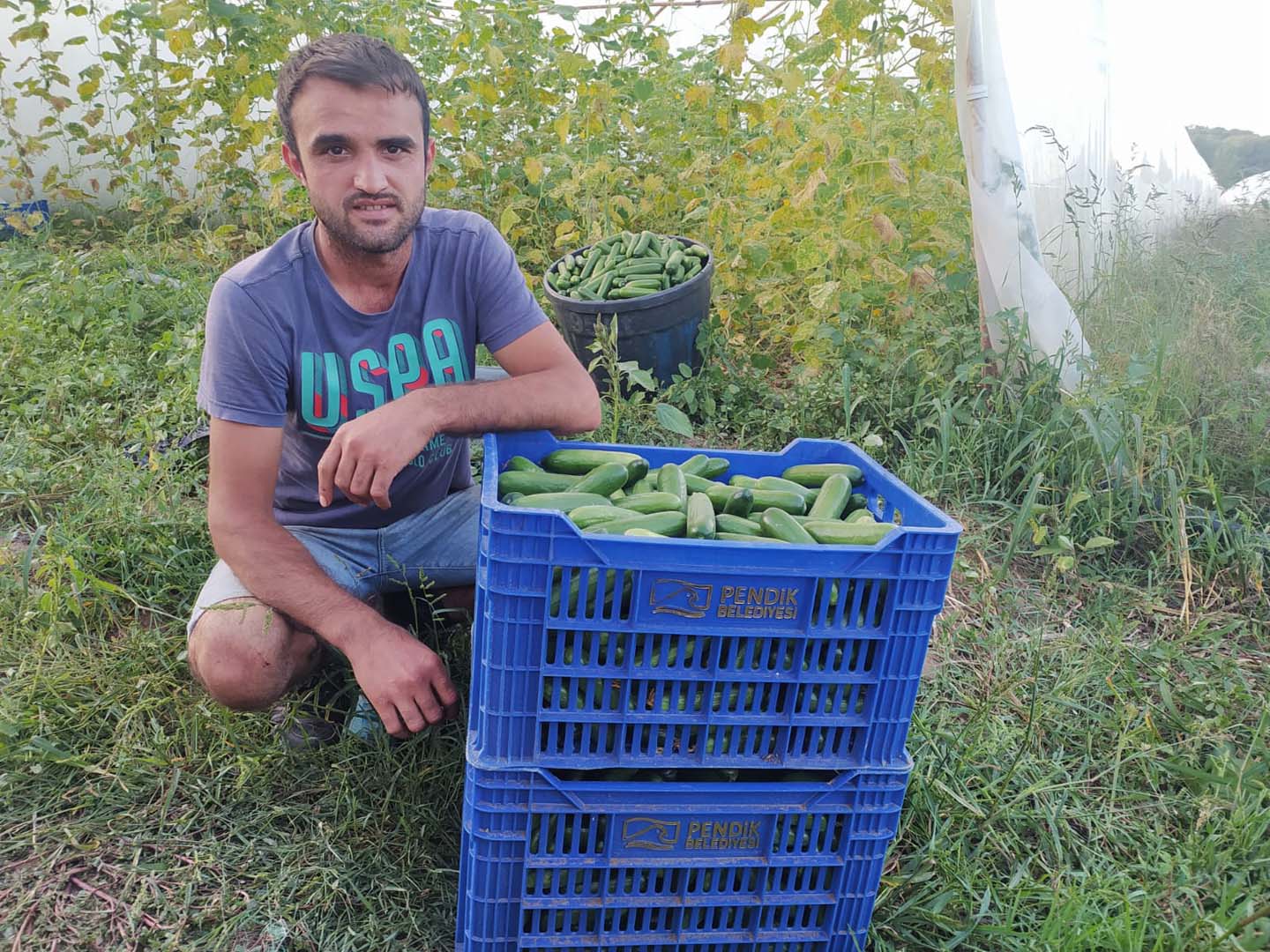 Pendik Belediyesi çiftçilere desteğini sürdürüyor! İlk fideler sebzelerini verdi!