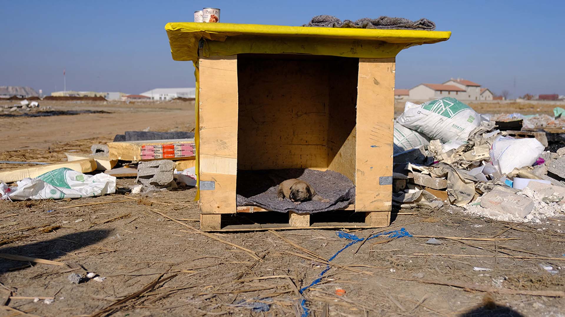 Vicdan ve merhamet yoksunu şahıs, kulübedeki köpeği yakarak öldürdü!