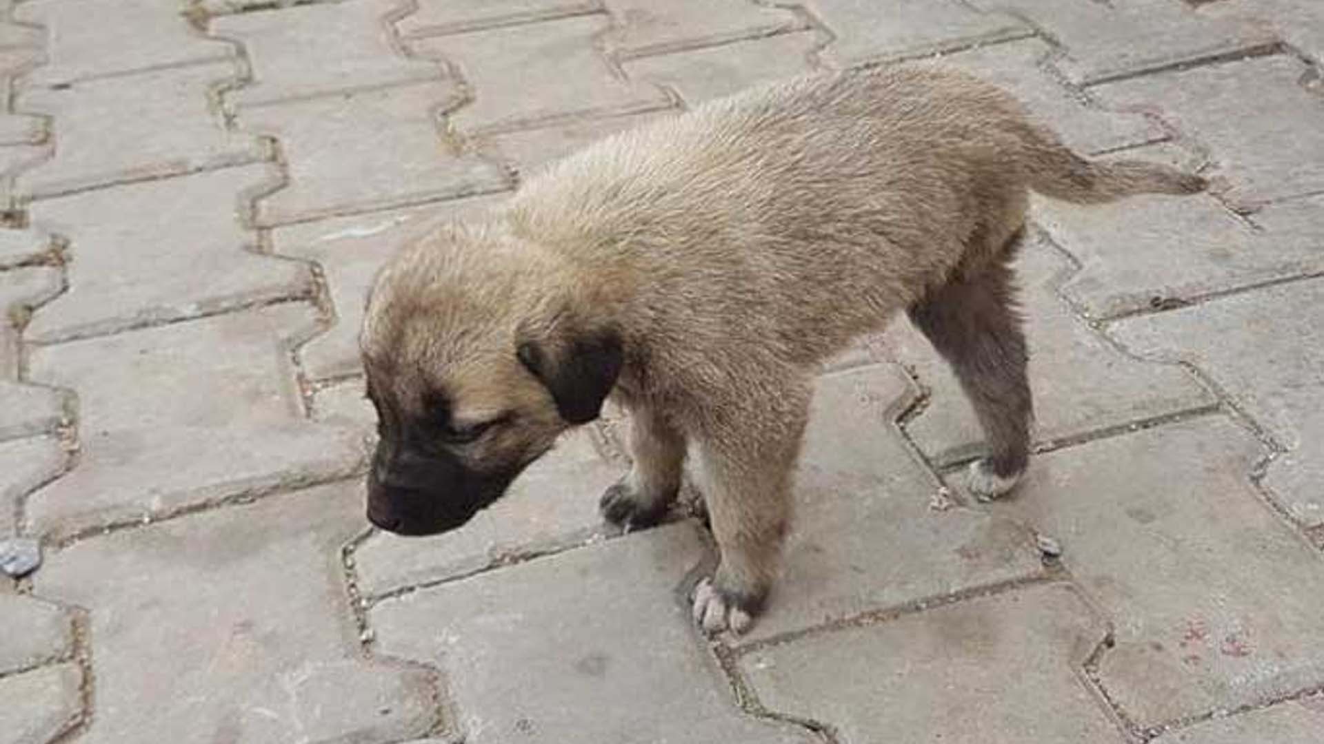 Vicdansızlığın böylesi! Bingöl'de iki yavru köpeği iple bağlayarak çöpe attılar!