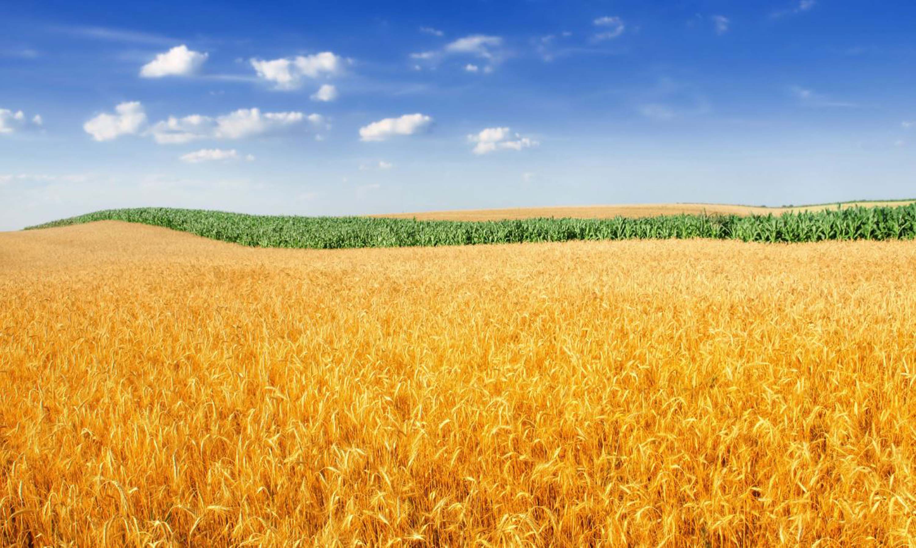 Rüyada buğday başağı görmek ne demek? Rüyada buğday tarlası görmek, biçilmiş ekin görmek tabiri 