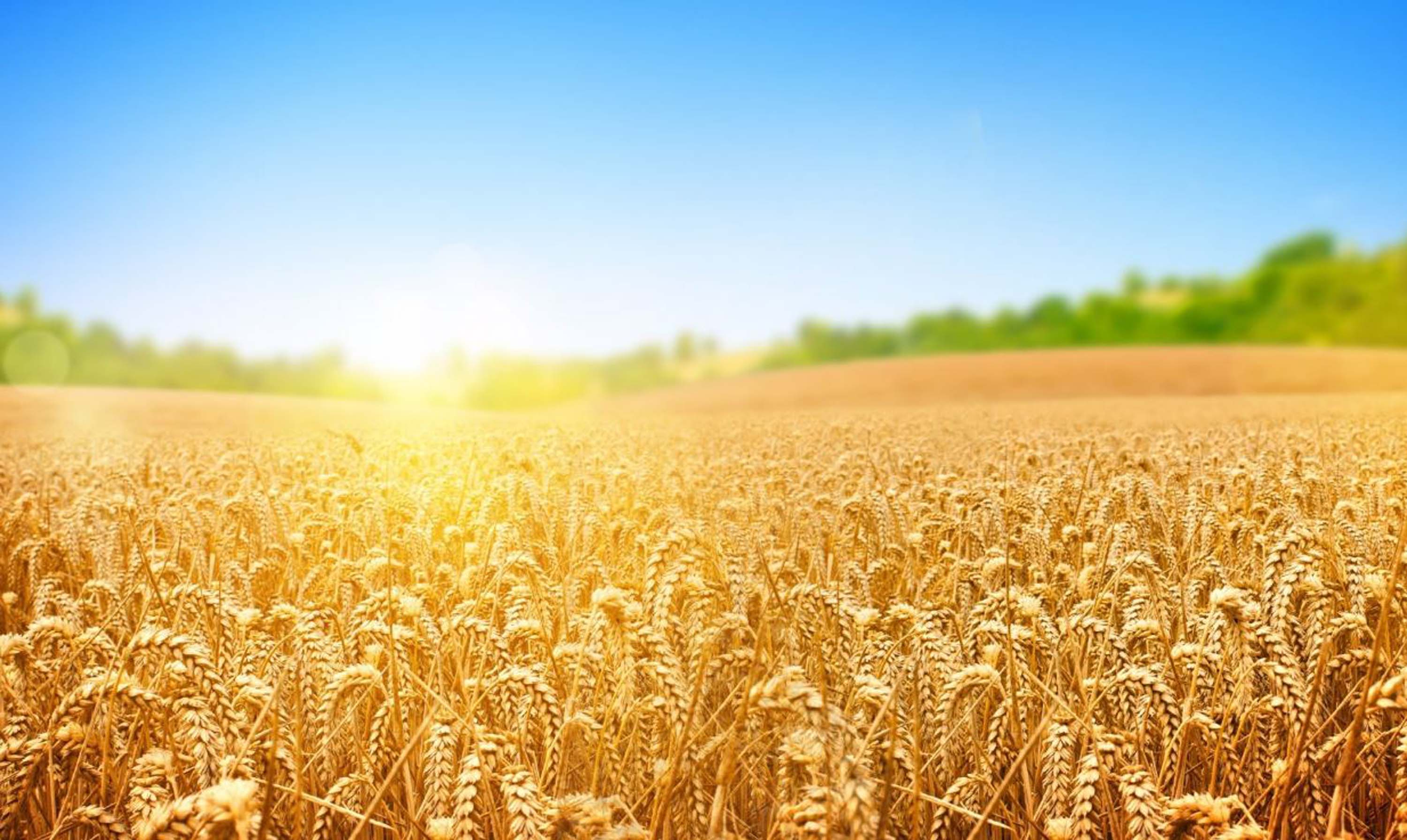 Rüyada buğday başağı görmek ne demek? Rüyada buğday tarlası görmek, biçilmiş ekin görmek tabiri 