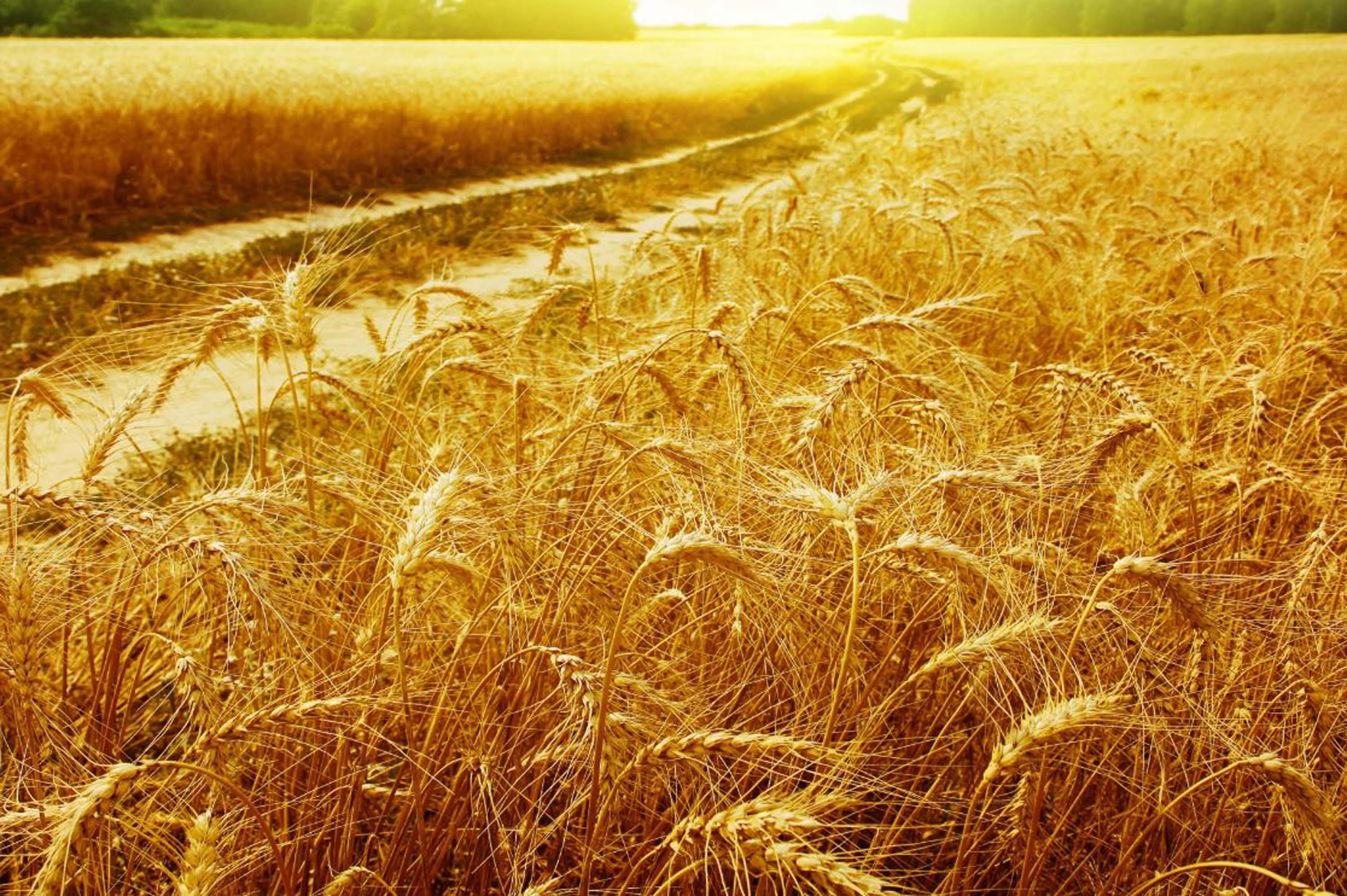 Rüyada buğday başağı görmek ne demek? Rüyada buğday tarlası görmek, biçilmiş ekin görmek tabiri 