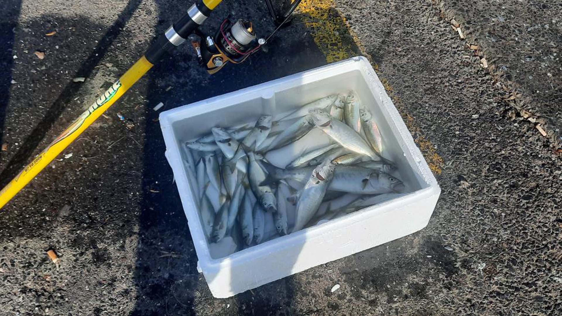 Uzmanlar uyarıyor! Marmara Denizi için korkutan uyarı: Tüm biyoçeşitliliği kaybedebiliriz