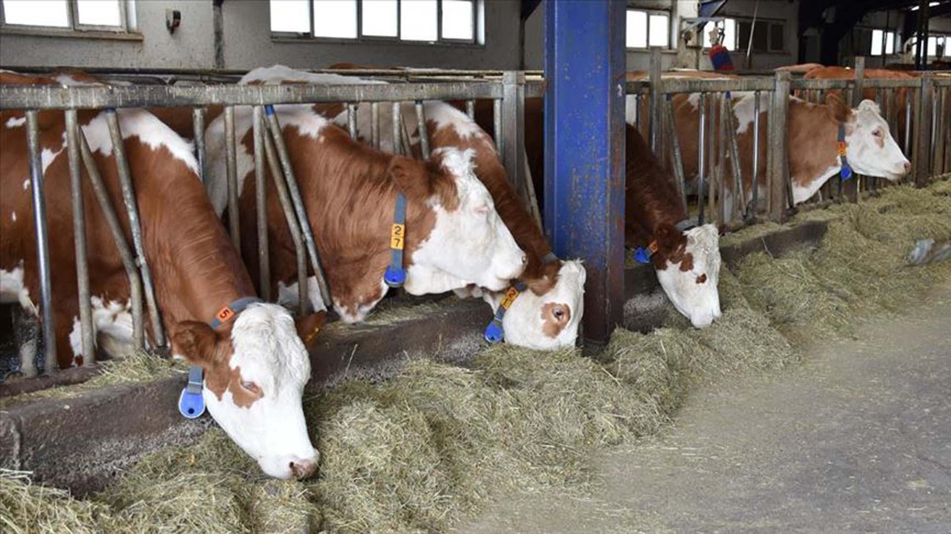 Büyükbaş Hayvancılık Hibe Desteği Şartları Nelerdir? Geri Ödemesiz Hayvan Hibesi Nasıl Alınır?