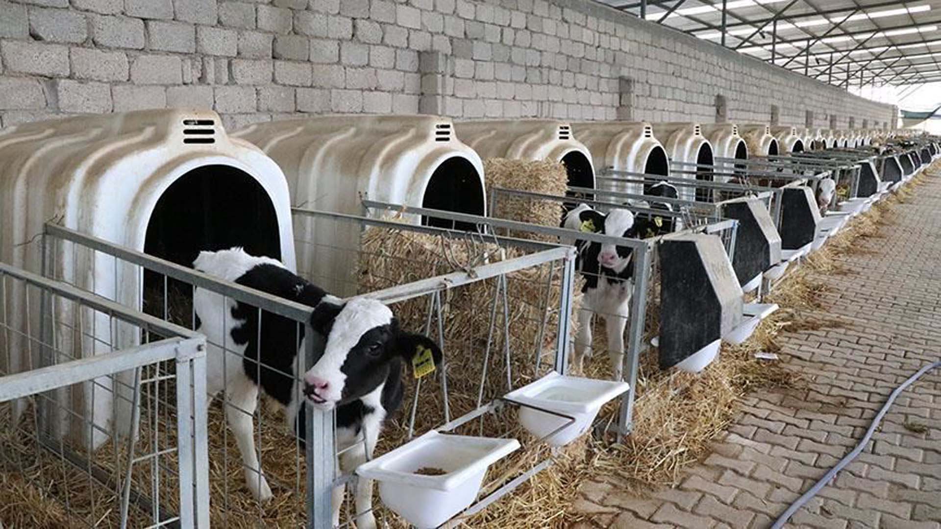 Büyükbaş Hayvancılık Hibe Desteği Şartları Nelerdir? Geri Ödemesiz Hayvan Hibesi Nasıl Alınır?