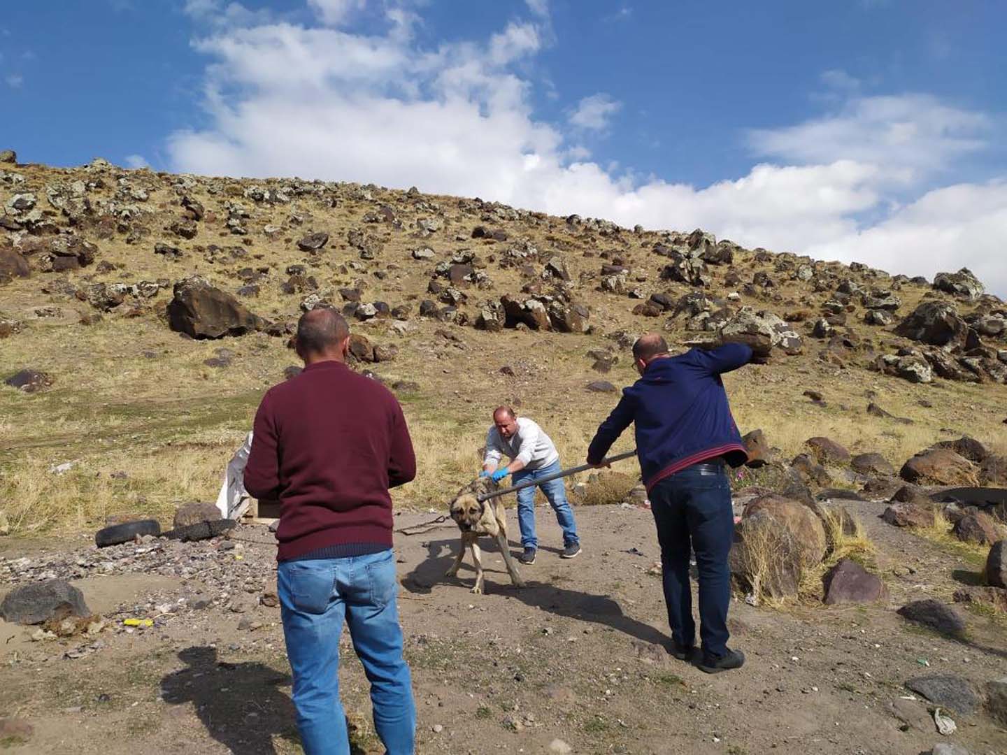 Başıboş köpek dehşeti yaşattı! 10 yaşındaki çocuktan kötü haber!