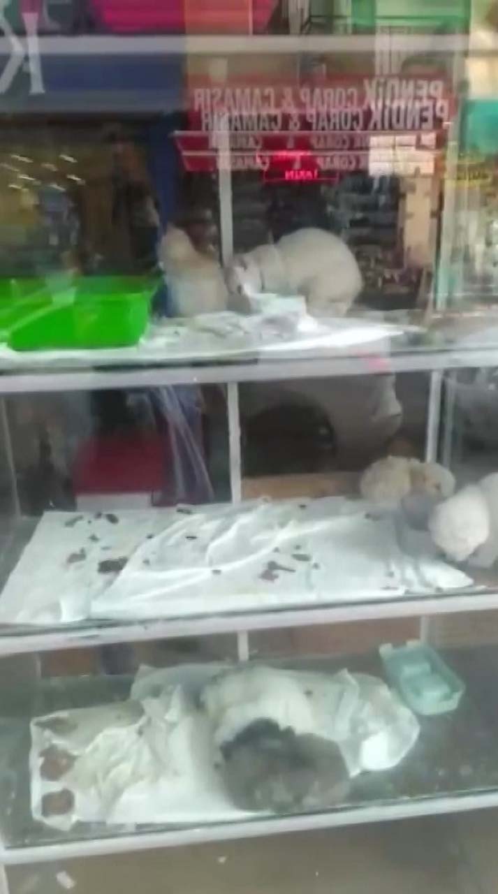 Pendik'te petshopta tepki çeken görüntü! Hayvanları pis yerlere koyup aç bırakıyorlar iddiası!