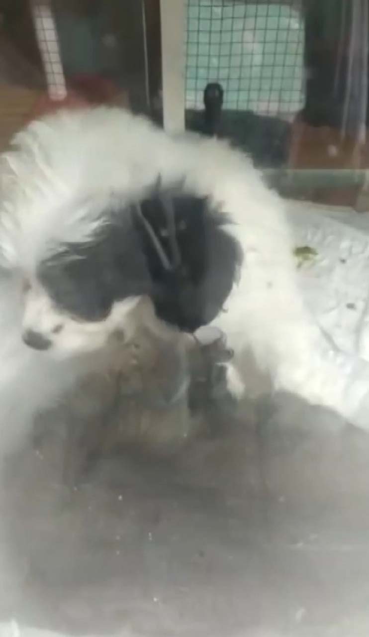 Pendik'te petshopta tepki çeken görüntü! Hayvanları pis yerlere koyup aç bırakıyorlar iddiası!