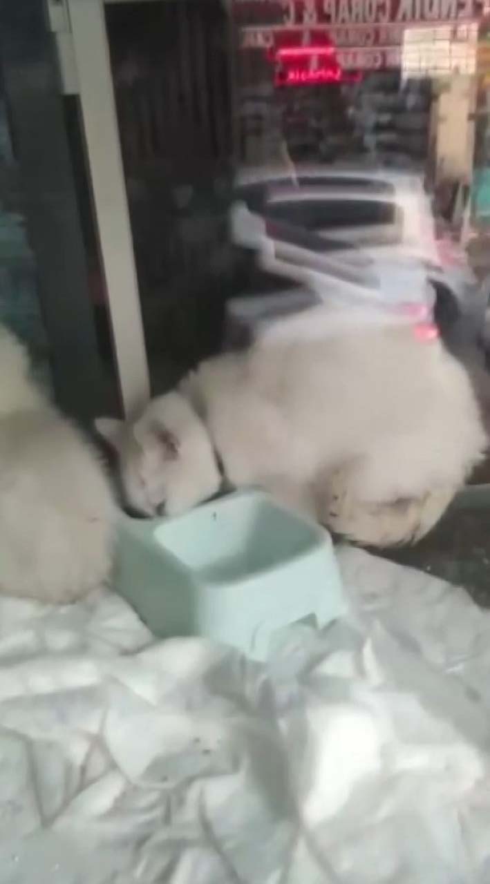 Pendik'te petshopta tepki çeken görüntü! Hayvanları pis yerlere koyup aç bırakıyorlar iddiası!