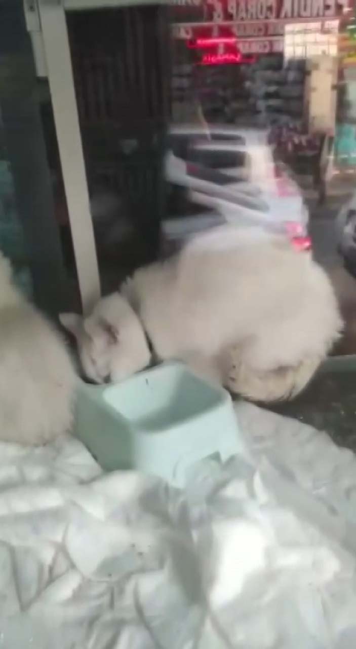 Pendik'te petshopta tepki çeken görüntü! Hayvanları pis yerlere koyup aç bırakıyorlar iddiası!