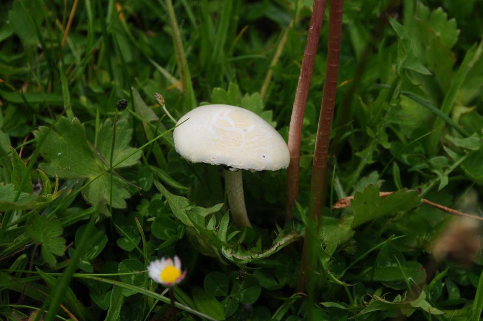 Zehirli mantarlar 2 kişinin ölümü 29 kişinin hastanelik olmasıyla sonuçlandı! Uzman isimden kritik açıklamalar geldi!