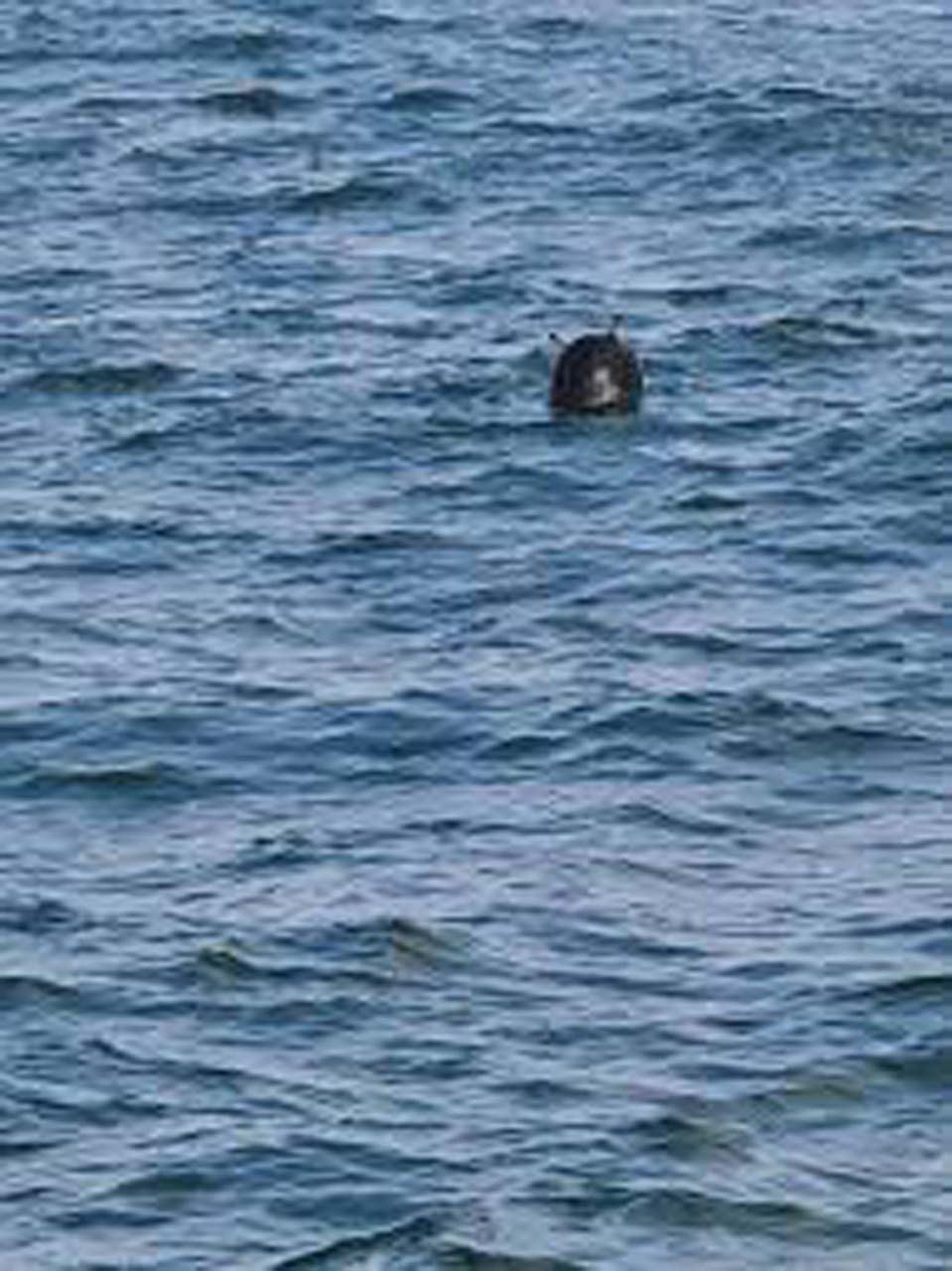 Son dakika | Karadeniz'de tehlikeli anlar! Türk kayığına mayın çarptı!