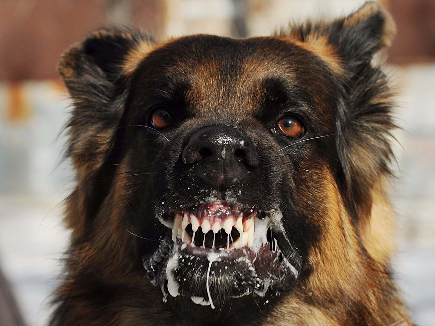 Kuduz Nasıl Öldürür? Kuduz Olan İnsan Ne Yapar?