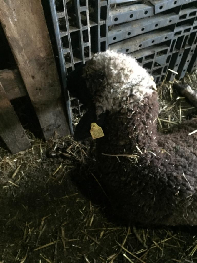 Mustafakemalpaşa'da sokak köpeği kabusu! 5 koyun daha telef etti!