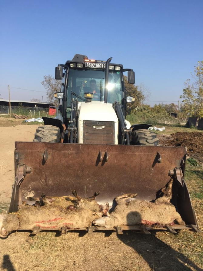 Mustafakemalpaşa'da sokak köpeği kabusu! 5 koyun daha telef etti!