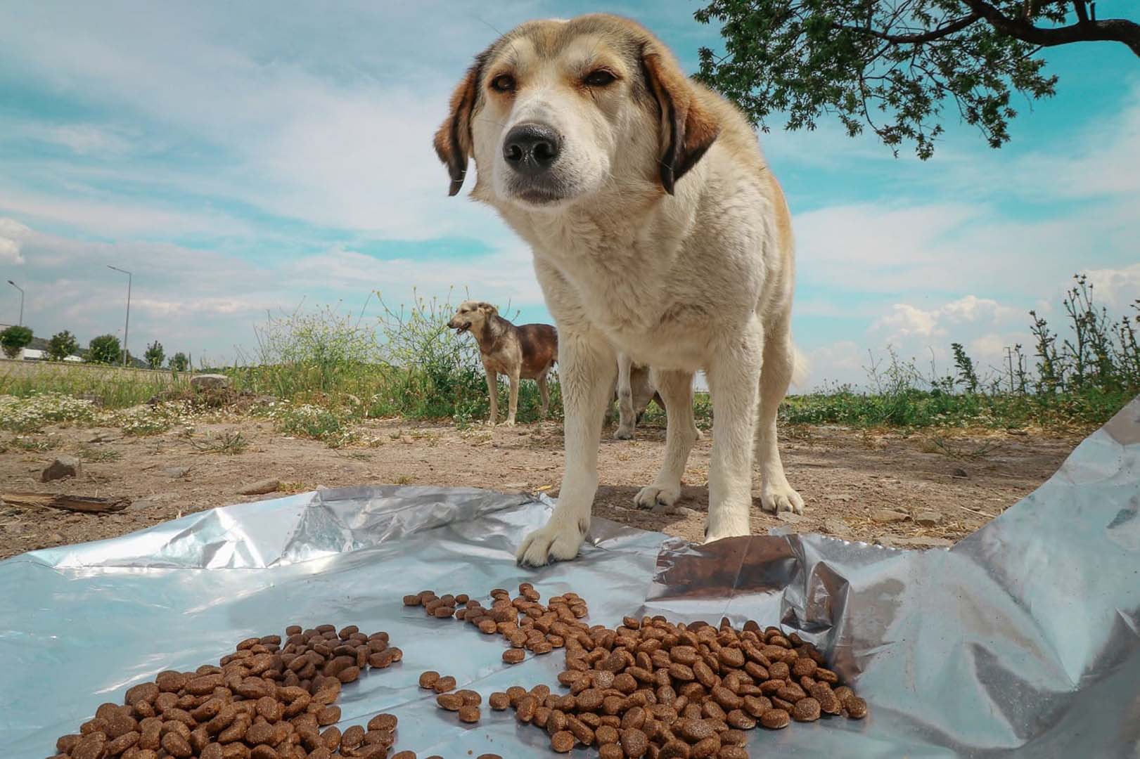 Cumhurbaşkanı Erdoğan talimatı verdi! Sokak hayvanları için çalışmalar başlatıldı!