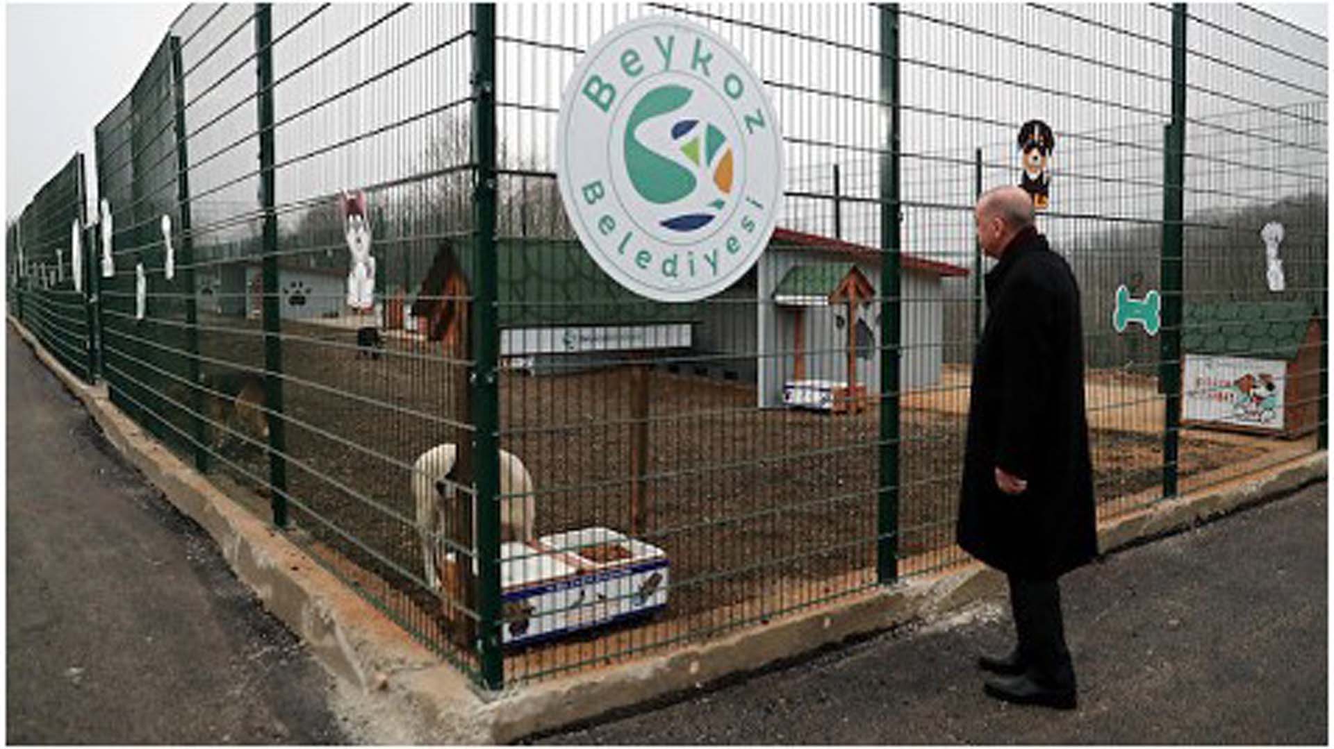 Cumhurbaşkanı Erdoğan talimatı verdi! Sokak hayvanları için çalışmalar başlatıldı!