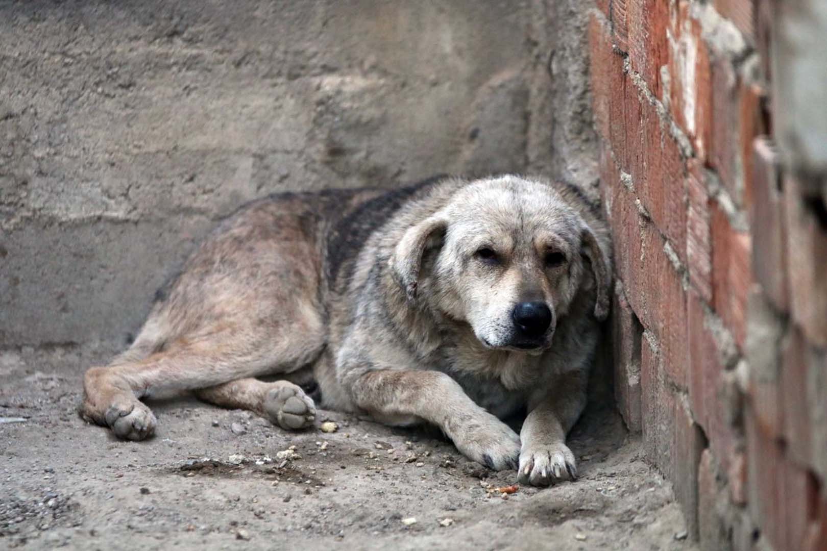Aydın'da mide bulandıran olay! Köpeğe tecavüz eden sapık adamın verdiği ifade kan dondurdu!