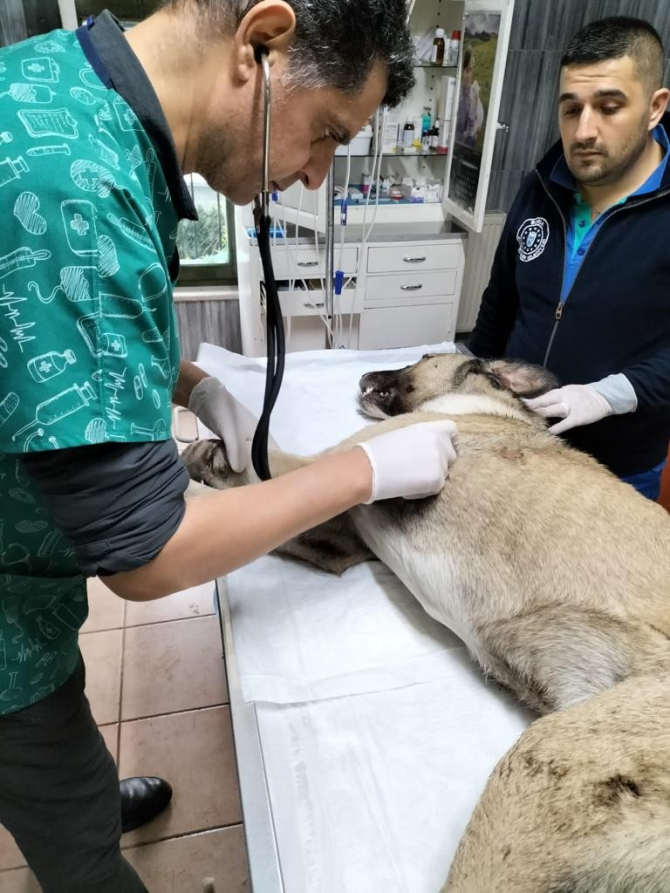Mola tesislerinde bir ayağı kırık, yaralı bir sokak köpeK için yetkililerden yardım istedi