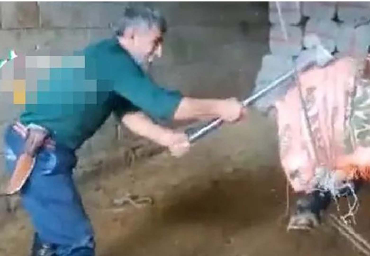 İnsanlıktan nasibinizi almadınız mı? Şimdi de Mardin'de boğaya şiddet: Başına torba geçirip...