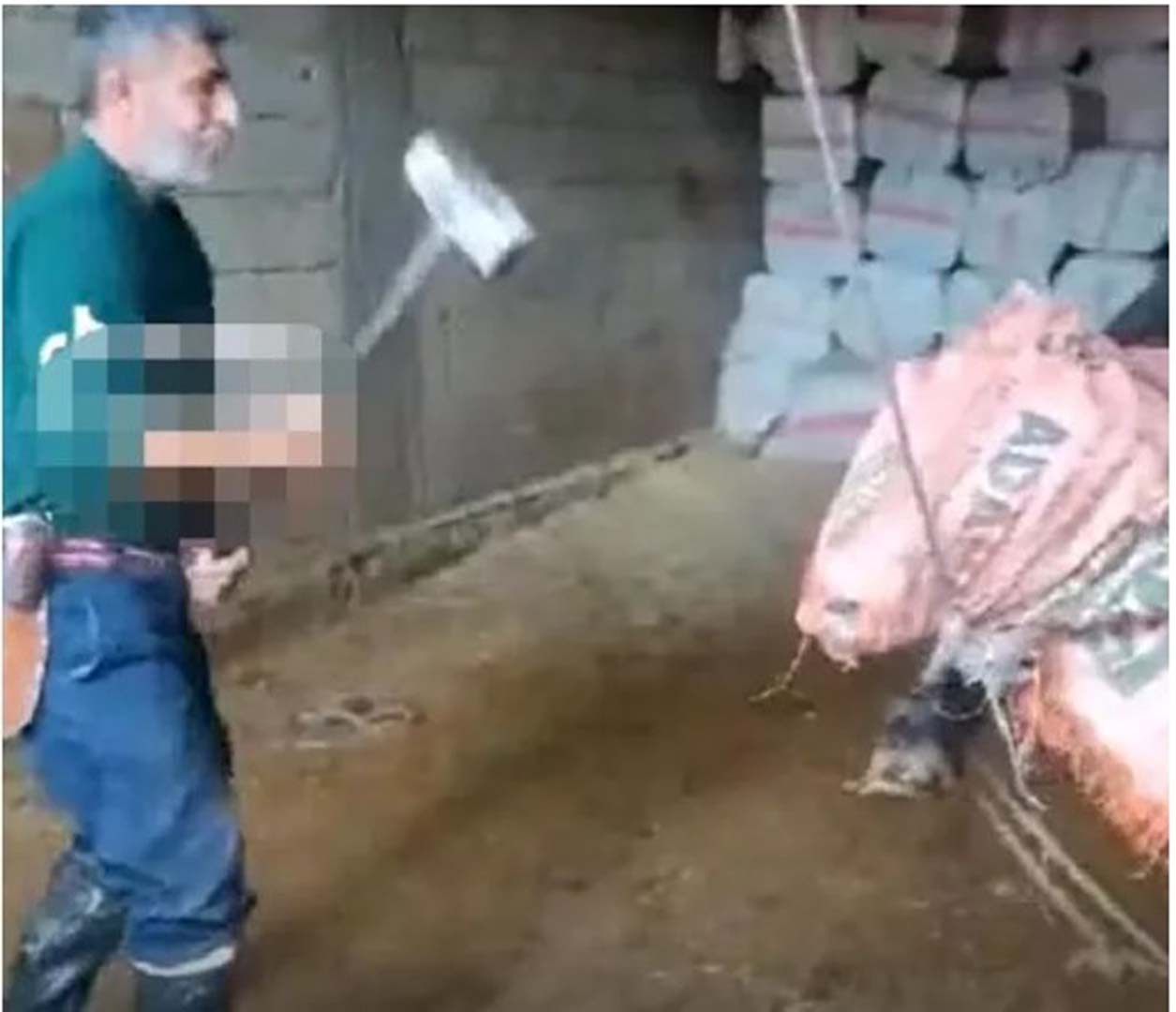 İnsanlıktan nasibinizi almadınız mı? Şimdi de Mardin'de boğaya şiddet: Başına torba geçirip...