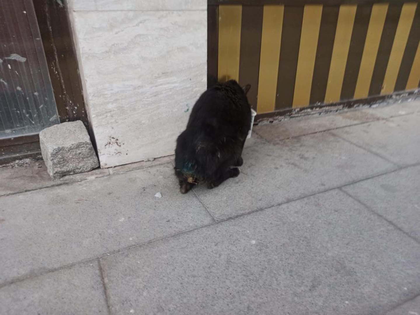 Gümüşhane'de kedilerin kuyruk ve bacakları kesiliyor! Mahalleli tedirgin: O iddialar kafaları karıştırdı!