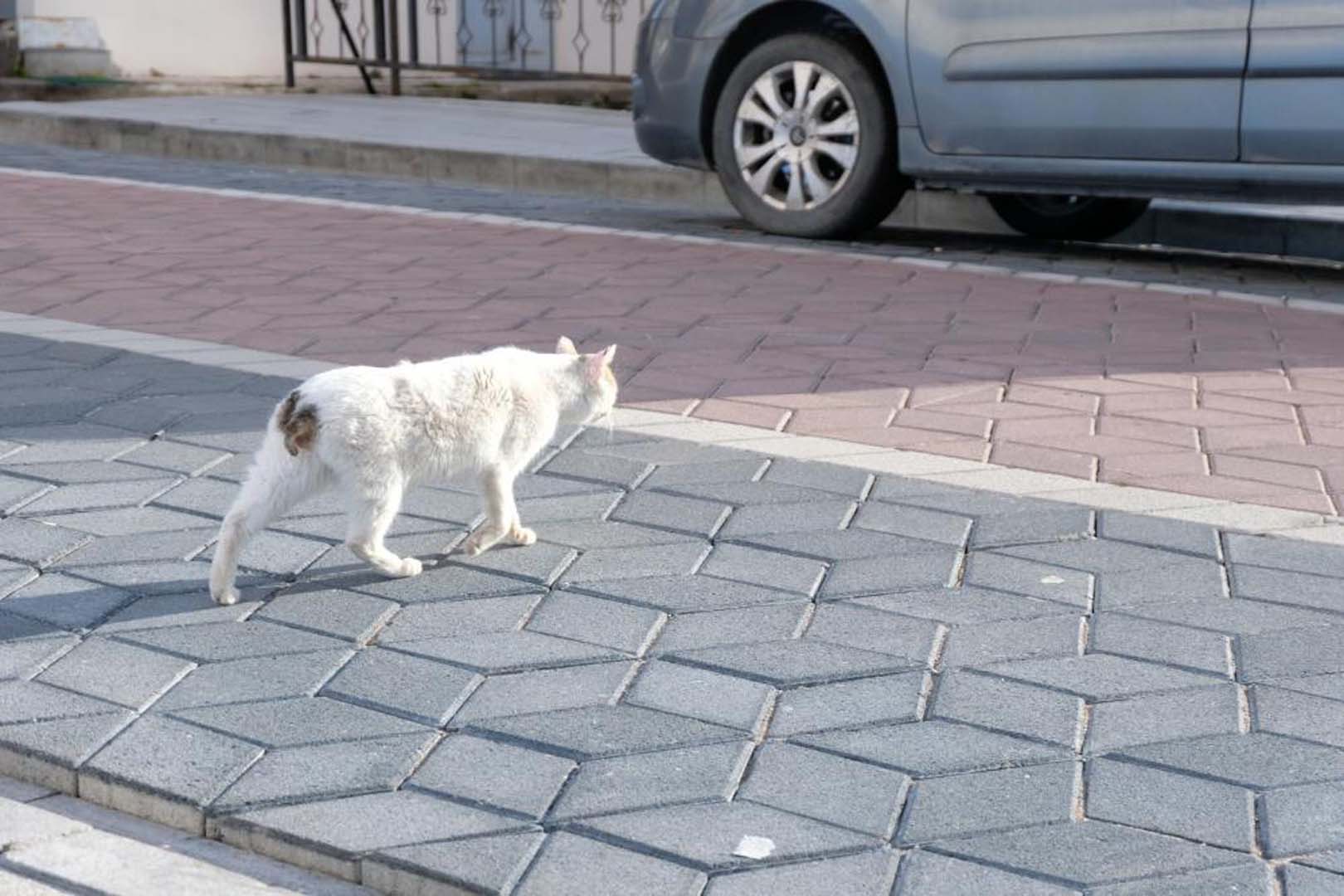Gümüşhane'de kedilerin kuyruk ve bacakları kesiliyor! Mahalleli tedirgin: O iddialar kafaları karıştırdı!