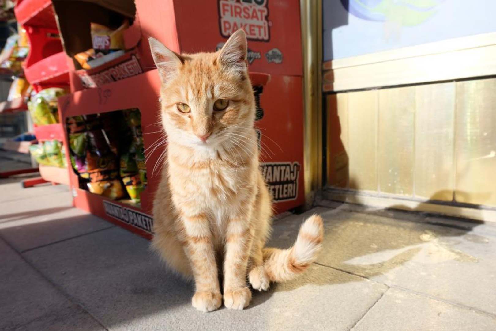 Gümüşhane'de kedilerin kuyruk ve bacakları kesiliyor! Mahalleli tedirgin: O iddialar kafaları karıştırdı!