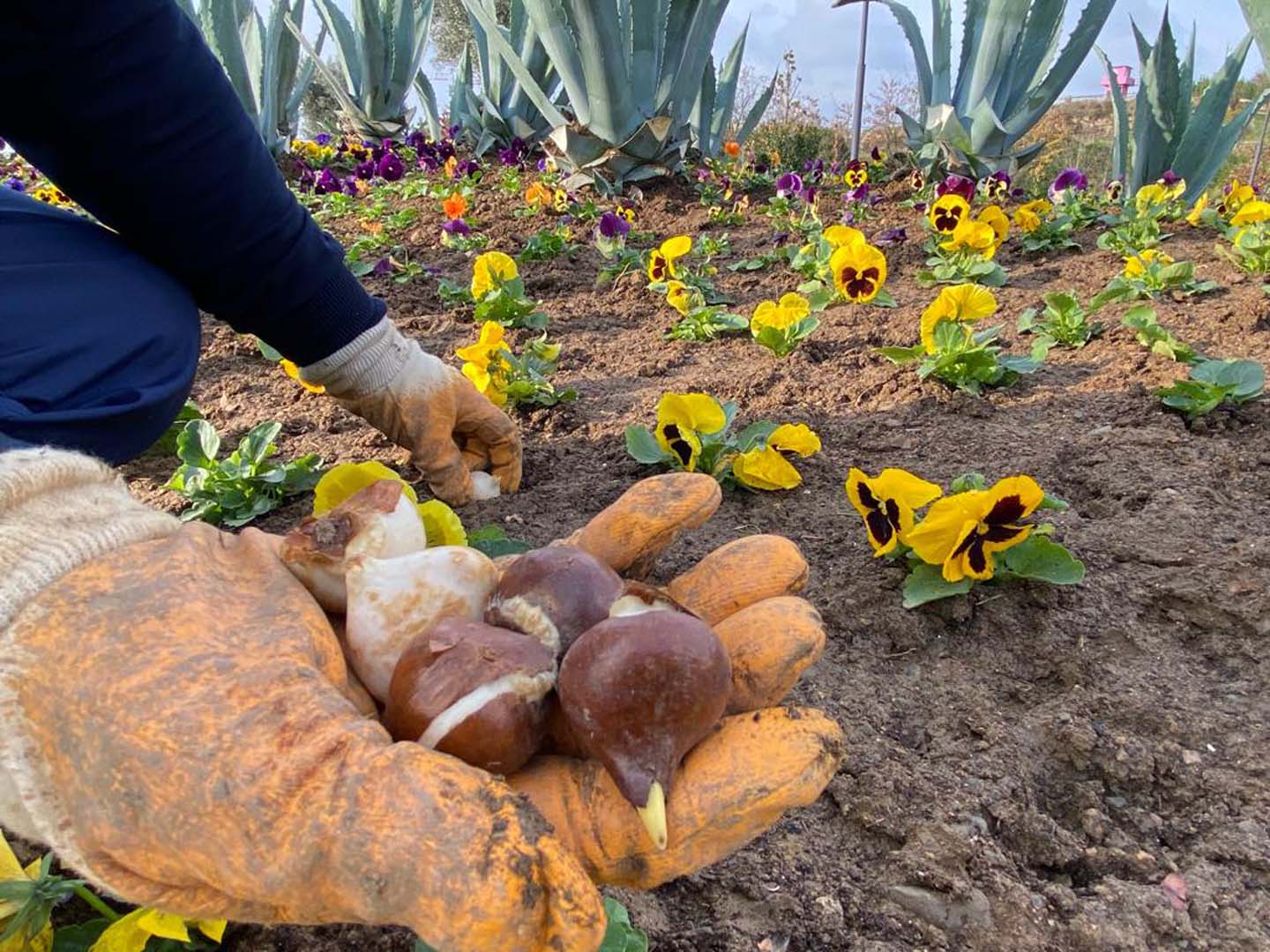 Pendik Belediyesi'nden atık eşyalarını getirenlere organik gübre desteği!