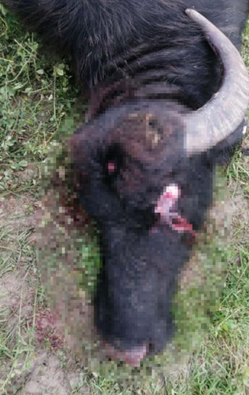 Zonguldak'ta insanlık dışı olay! Gebe olan mandayı başından vurdular 