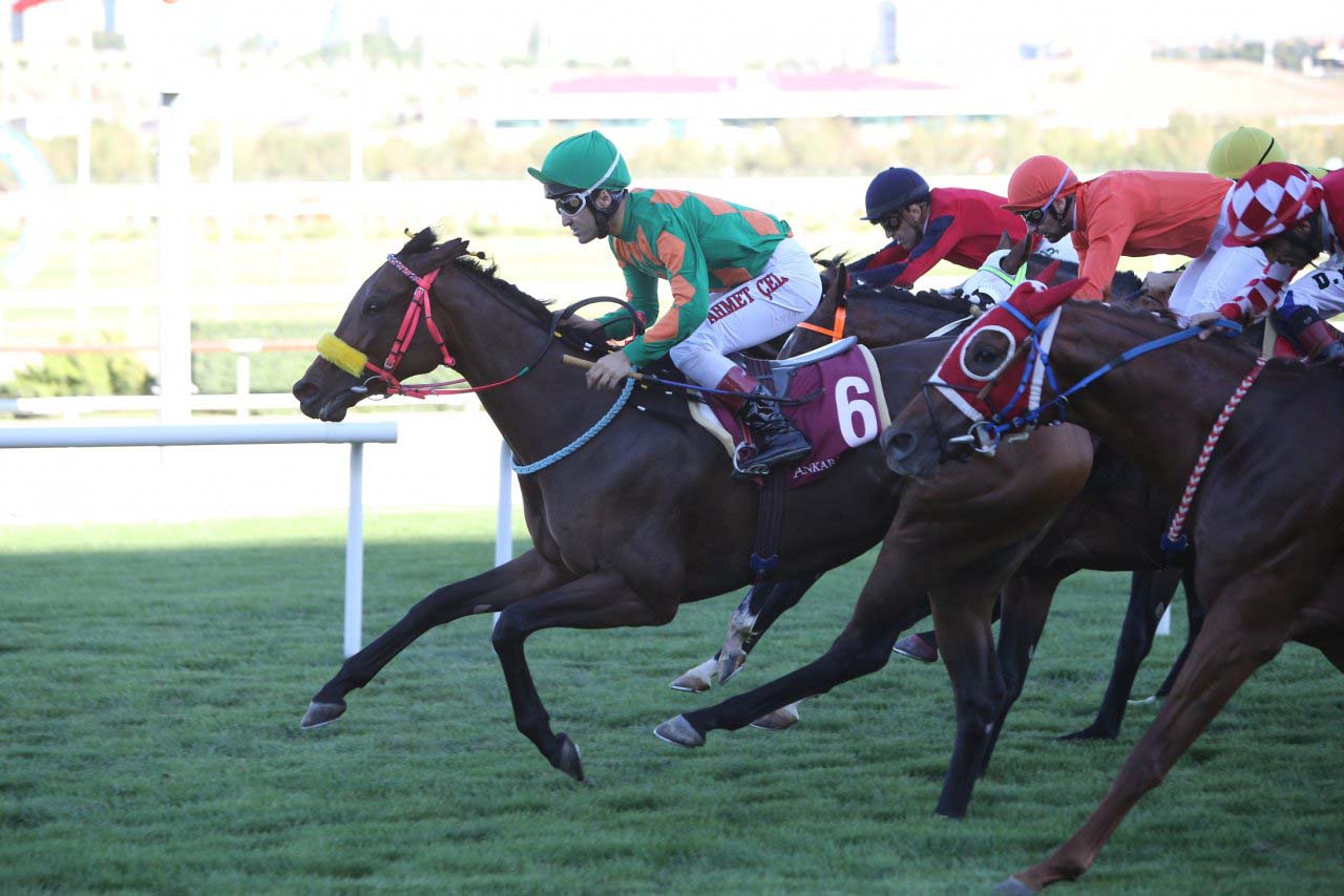 TJK mobil nasıl indirilir? işte TJK mobil indirme linkleri