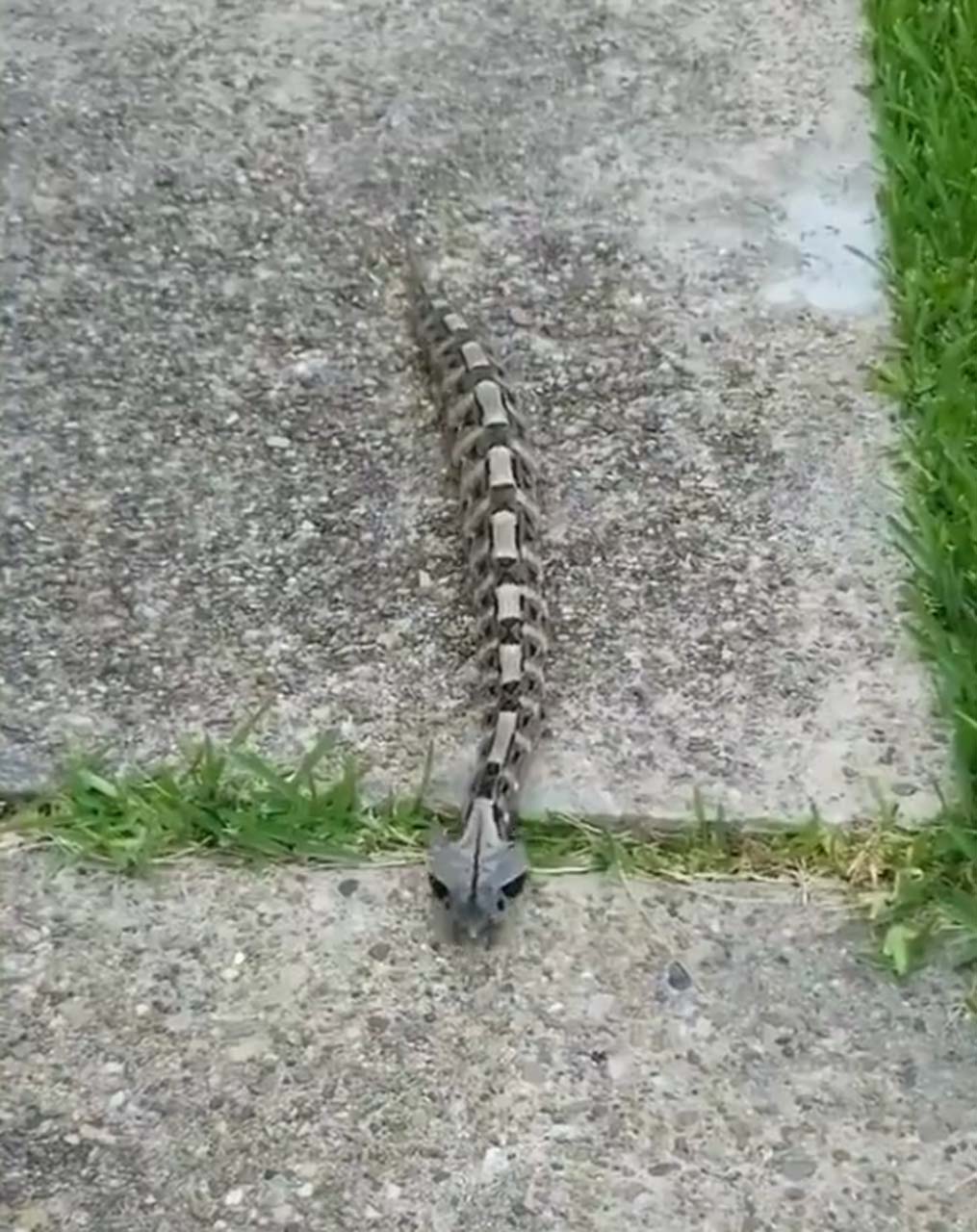 Görüntüsüne aldanmayın! Dünyanın en fazla zehir zerk edebilen yılına çok şaşıracaksınız!