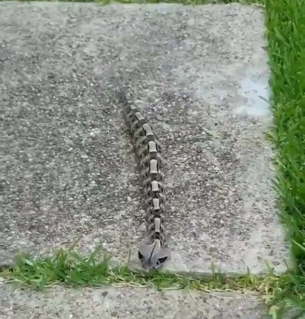 Görüntüsüne aldanmayın! Dünyanın en fazla zehir zerk edebilen yılına çok şaşıracaksınız!
