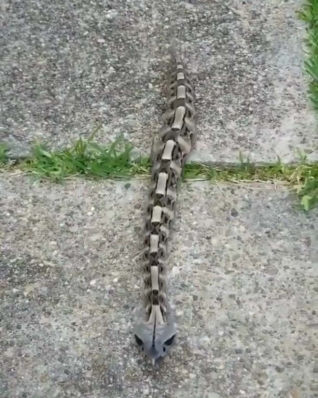 Görüntüsüne aldanmayın! Dünyanın en fazla zehir zerk edebilen yılına çok şaşıracaksınız!