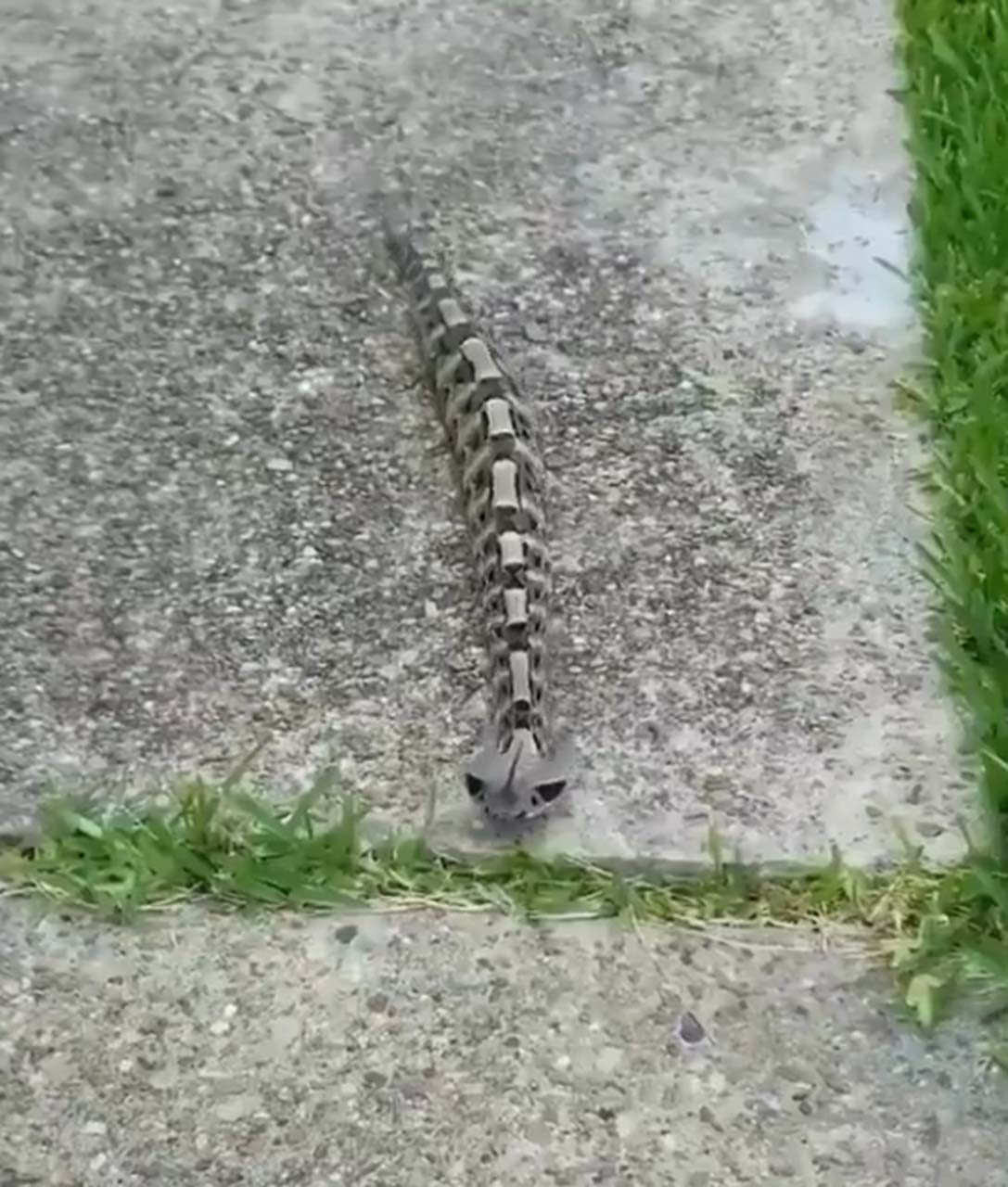 Görüntüsüne aldanmayın! Dünyanın en fazla zehir zerk edebilen yılına çok şaşıracaksınız!