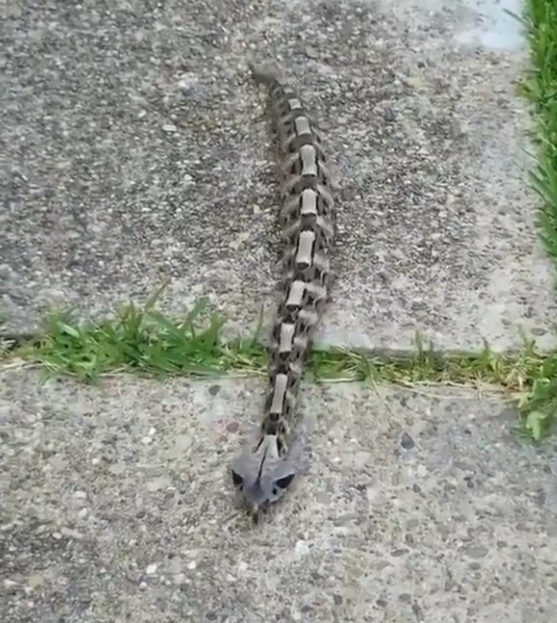 Görüntüsüne aldanmayın! Dünyanın en fazla zehir zerk edebilen yılına çok şaşıracaksınız!