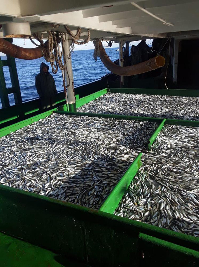 Balık sevenlerin yüzü güldü: Hamsinin fiyatı düştükçe düştü