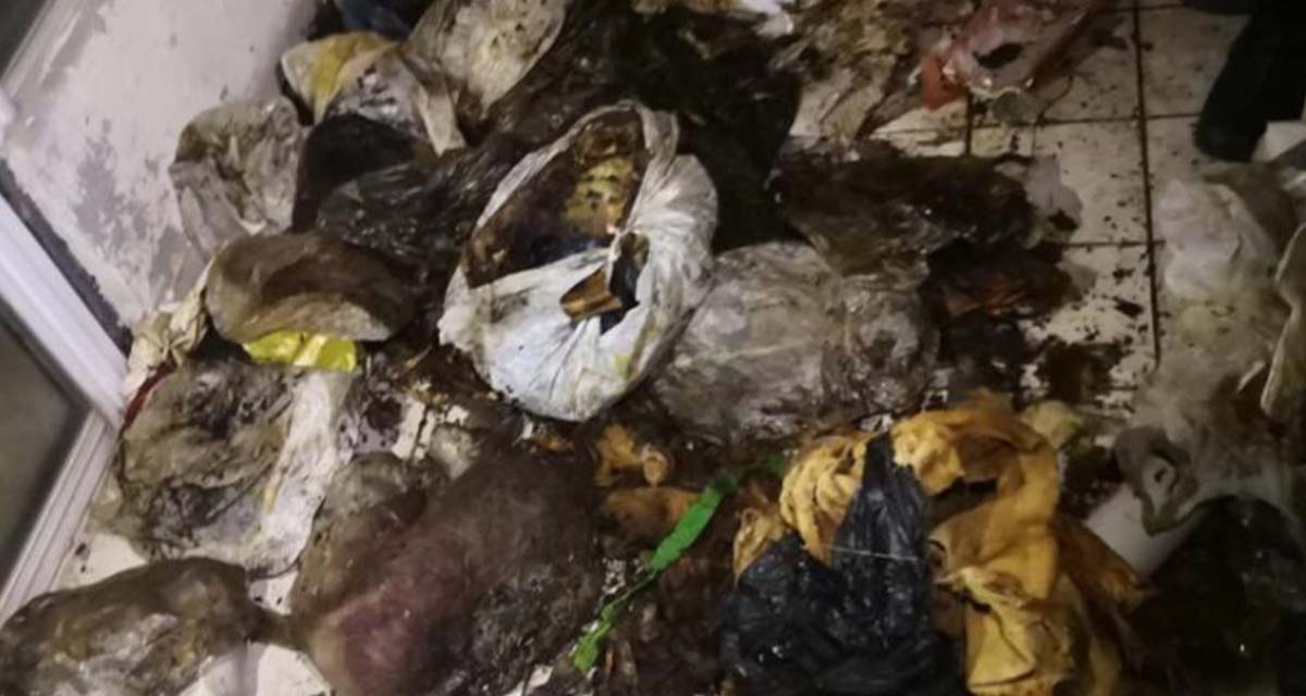 Marmaris'te dehşete düşüren görüntüler! Evin içerisinde 20'den fazla kedi, köpek cesedi bulundu!