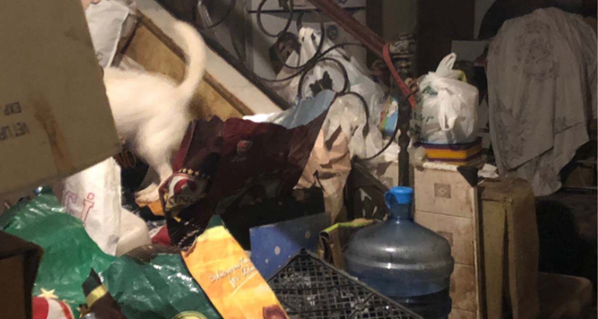 Marmaris'te dehşete düşüren görüntüler! Evin içerisinde 20'den fazla kedi, köpek cesedi bulundu!