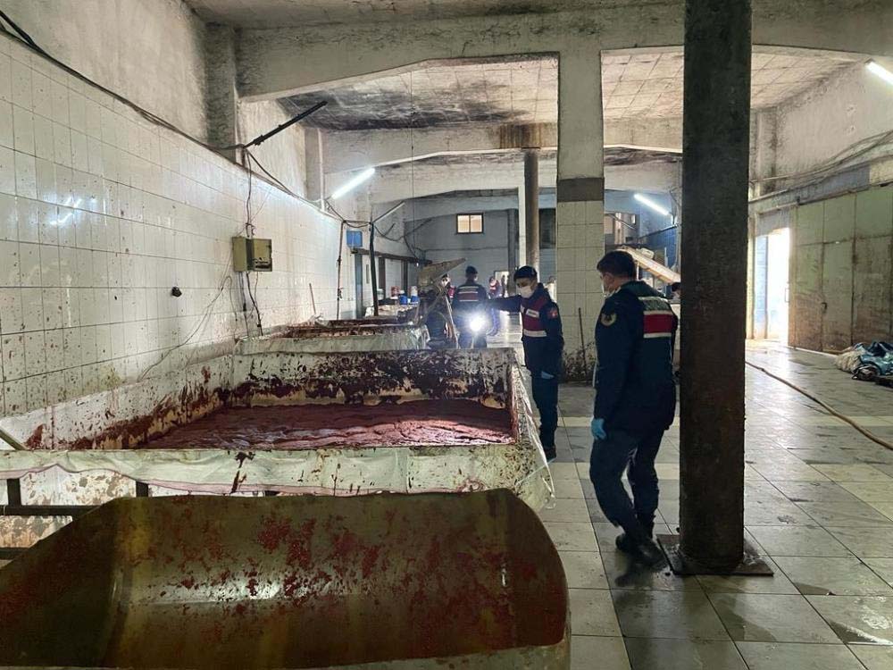 İzmir'de mide bulandıran görüntüler! Besi çiftliğinde üretilen salçalar görenleri şok etti