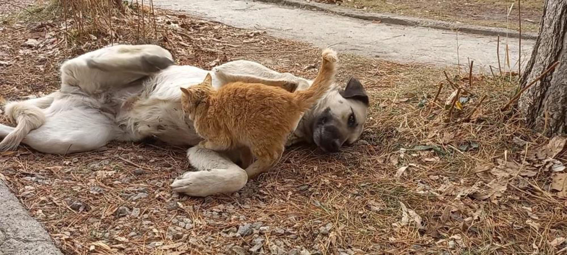 Kedi-köpek gibi deyimi tarih oldu! Görenler gözlerine inanamadı! Sokak köpeği, kediyi emzirdi!