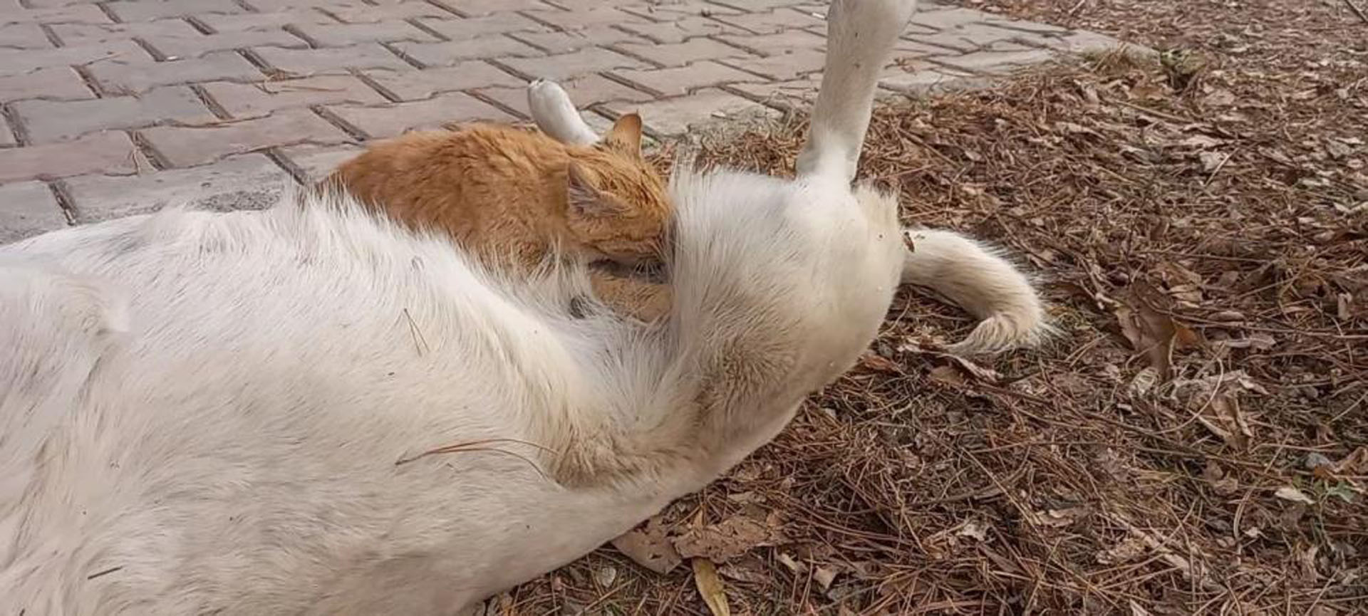 Kedi-köpek gibi deyimi tarih oldu! Görenler gözlerine inanamadı! Sokak köpeği, kediyi emzirdi!