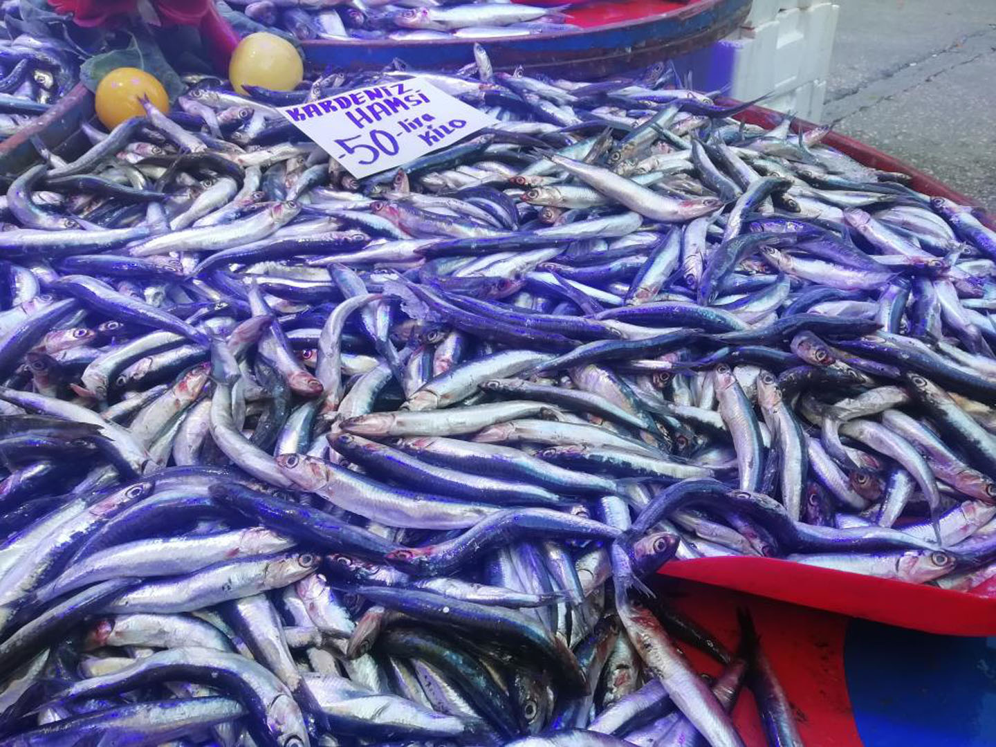 Hamsi bolluğu fiyatlara yansıdı: Yarı yarıya düştü