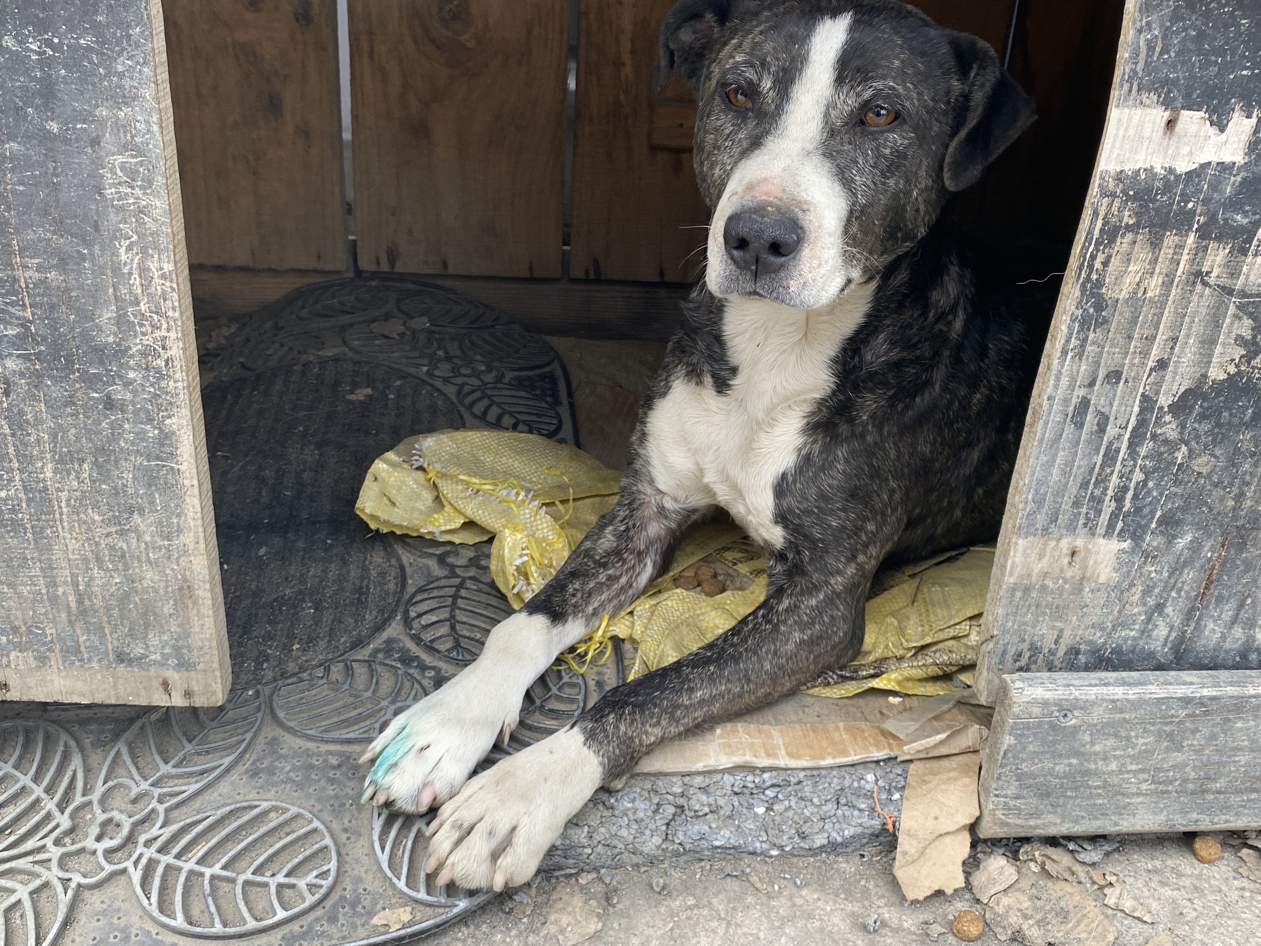 Hayvanseverleri ayağa kaldıran olay! Tuzla’da vicdansız sürücü köpeği ezip kaçtı!