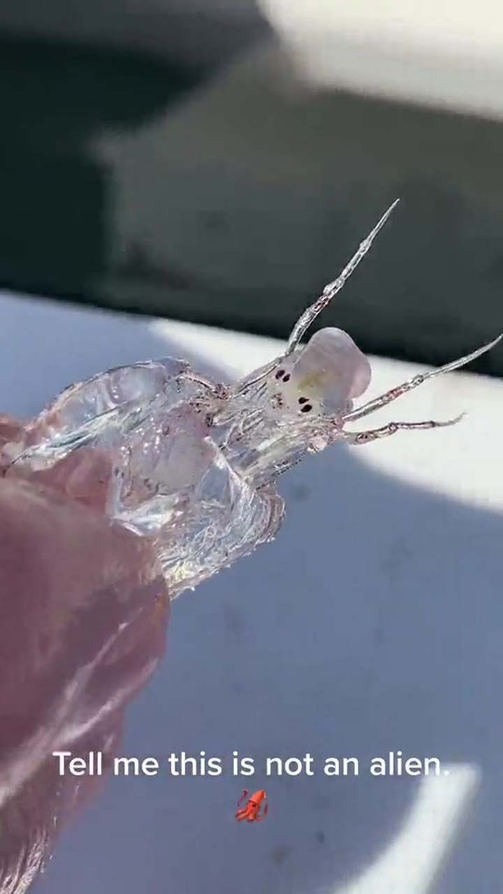 Şeffaf görünümlü denizi yaratığını görenler şoke oldu! "Bana bunun bir uzaylı olmadığını söyle" 