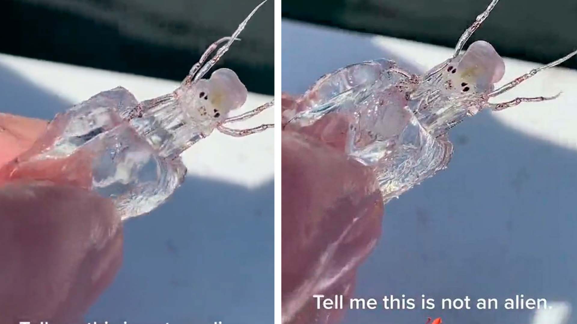 Şeffaf görünümlü denizi yaratığını görenler şoke oldu! "Bana bunun bir uzaylı olmadığını söyle" 
