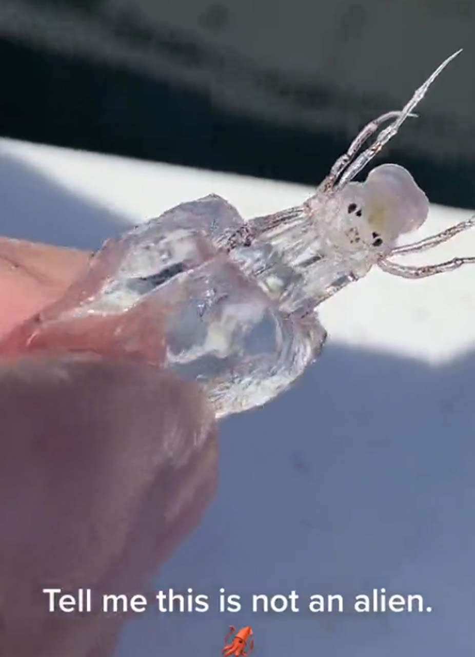 Şeffaf görünümlü denizi yaratığını görenler şoke oldu! "Bana bunun bir uzaylı olmadığını söyle" 